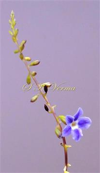  Inflorescence-Raceme